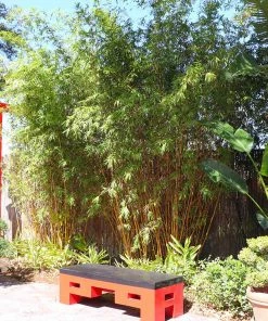 Brighter Blooms Golden Bamboo Plant