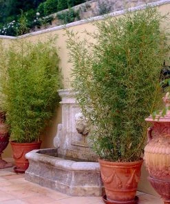 Brighter Blooms Golden Bamboo Plant