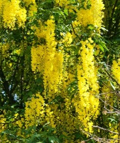 Brighter Blooms Columnar Goldenchain Tree Flowering Trees 7 Brighter Blooms Columnar Goldenchain Tree Flowering Trees