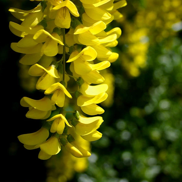 Brighter Blooms Columnar Goldenchain Tree Flowering Trees 1 Brighter Blooms Columnar Goldenchain Tree Flowering Trees