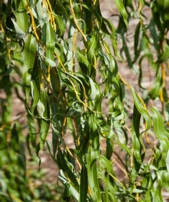 Brighter Blooms 'Golden Curls' Corkscrew Willow Tree 8 Brighter Blooms 'Golden Curls' Corkscrew Willow Tree