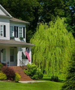 Brighter Blooms 'Golden Curls' Corkscrew Willow Tree 7 Brighter Blooms 'Golden Curls' Corkscrew Willow Tree