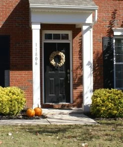 Brighter Blooms Shrubs & Hedges Golden Euonymus Shrub