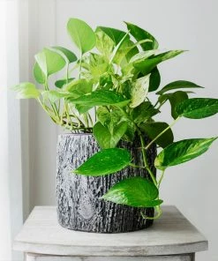 Brighter Blooms House & Patio Golden Pothos Plant