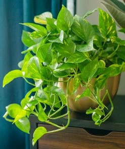 Brighter Blooms House & Patio Golden Pothos Plant