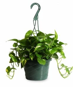Brighter Blooms House & Patio Golden Pothos Plant