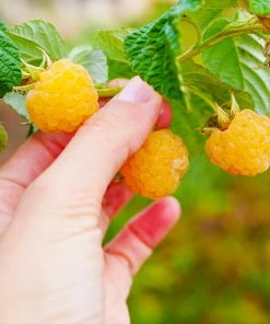 Brighter Blooms Golden Raspberry Plant Fruit Trees