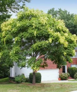 Brighter Blooms Golden Raintree