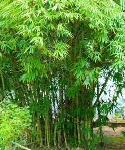 Brighter Blooms Graceful Bamboo