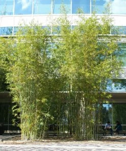 Brighter Blooms Graceful Bamboo