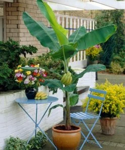 Brighter Blooms SHOP ALL Grand Naine Banana Tree