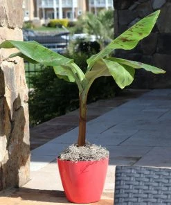 Brighter Blooms SHOP ALL Grand Naine Banana Tree