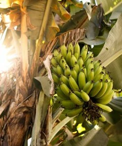 Brighter Blooms SHOP ALL Grand Naine Banana Tree