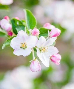 Brighter Blooms Granny Smith Apple Tree 9 Brighter Blooms Granny Smith Apple Tree