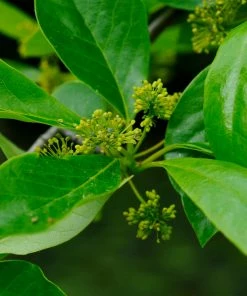 Brighter Blooms Shade Trees Green Gable Tupelo (Black Gum Tree)