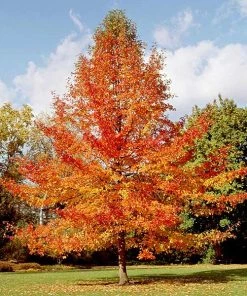 Brighter Blooms Shade Trees Green Gable Tupelo (Black Gum Tree)