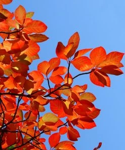 Brighter Blooms Shade Trees Green Gable Tupelo (Black Gum Tree)