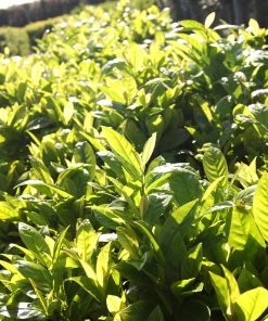 Brighter Blooms Green Goblet Cherry Laurel Shrubs & Hedges