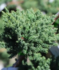 Brighter Blooms Green Mound Juniper Topiary