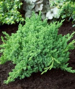 Brighter Blooms Juniper Trees Green Mound Juniper Shrub 5 Brighter Blooms Juniper Trees Green Mound Juniper Shrub