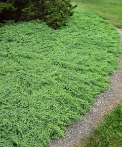 Brighter Blooms Juniper Trees Green Mound Juniper Shrub