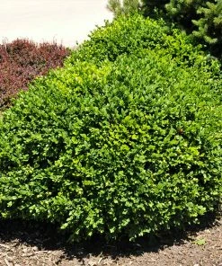 Brighter Blooms Green Velvet Boxwood Shrub
