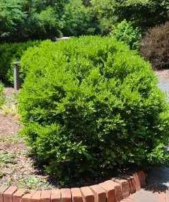 Brighter Blooms Green Velvet Boxwood Shrub