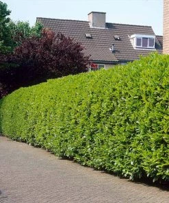 Brighter Blooms Greenfinity Cherry Laurel