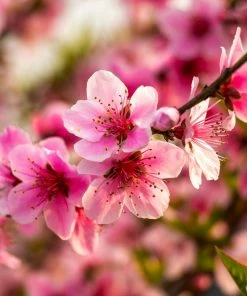 Brighter Blooms Fruit Trees Harvester Peach Tree