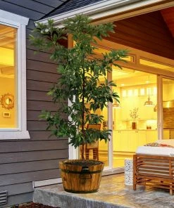 Brighter Blooms Hass Avocado Tree Avocado Trees 11 Brighter Blooms Hass Avocado Tree Avocado Trees