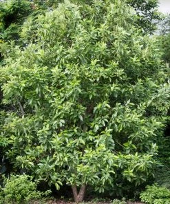 Brighter Blooms Hass Avocado Tree Avocado Trees 13 Brighter Blooms Hass Avocado Tree Avocado Trees