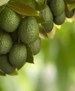 Brighter Blooms Hass Avocado Tree Avocado Trees