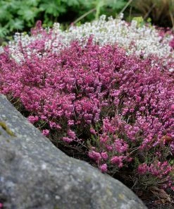 Brighter Blooms SHOP ALL Springwood Pink Winter Heath