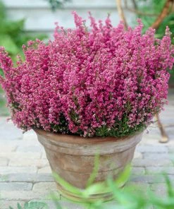 Brighter Blooms SHOP ALL Springwood Pink Winter Heath