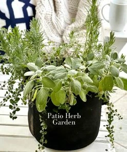 Brighter Blooms Patio Herb Garden House & Patio