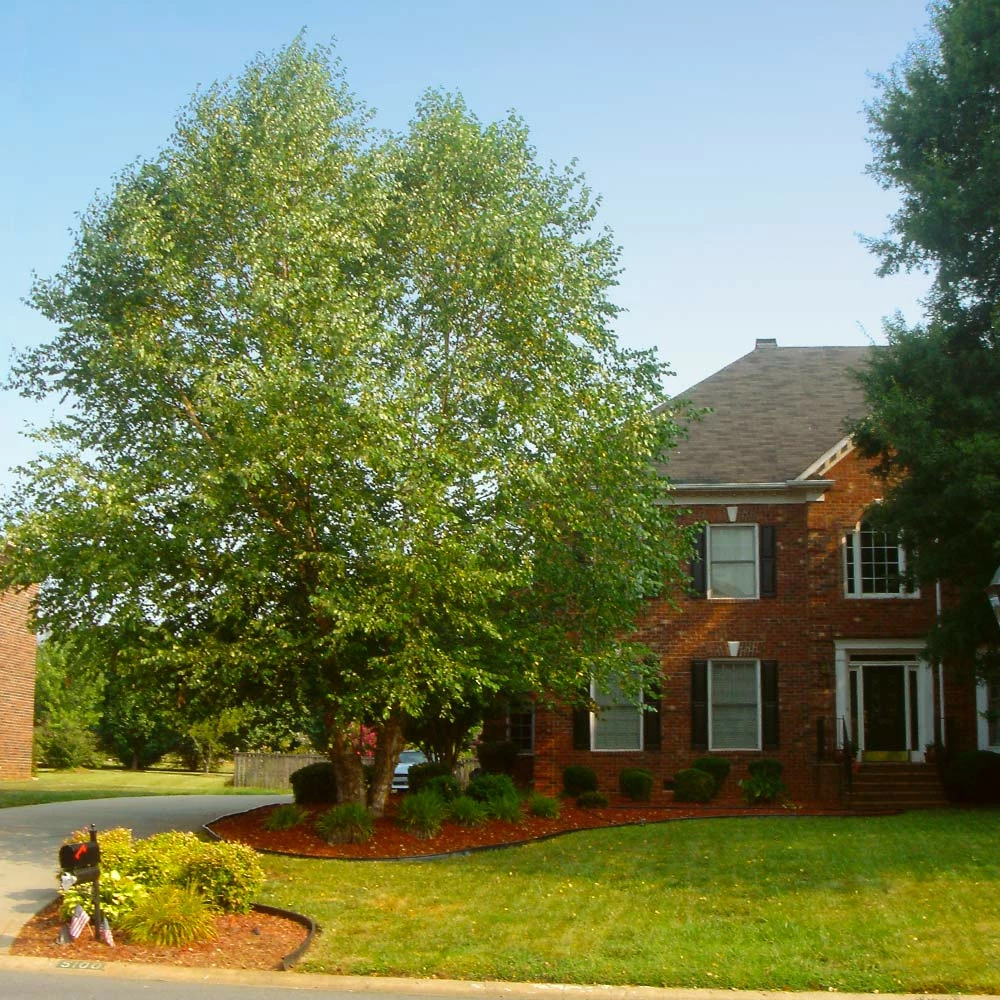 Brighter Blooms Heritage River Birch Tree Shade Trees