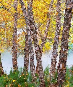 Brighter Blooms Heritage River Birch Tree Shade Trees