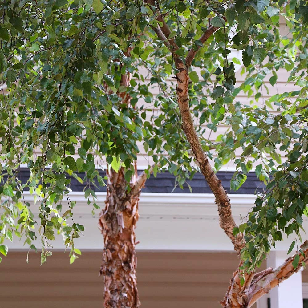 Brighter Blooms Heritage River Birch Tree Shade Trees
