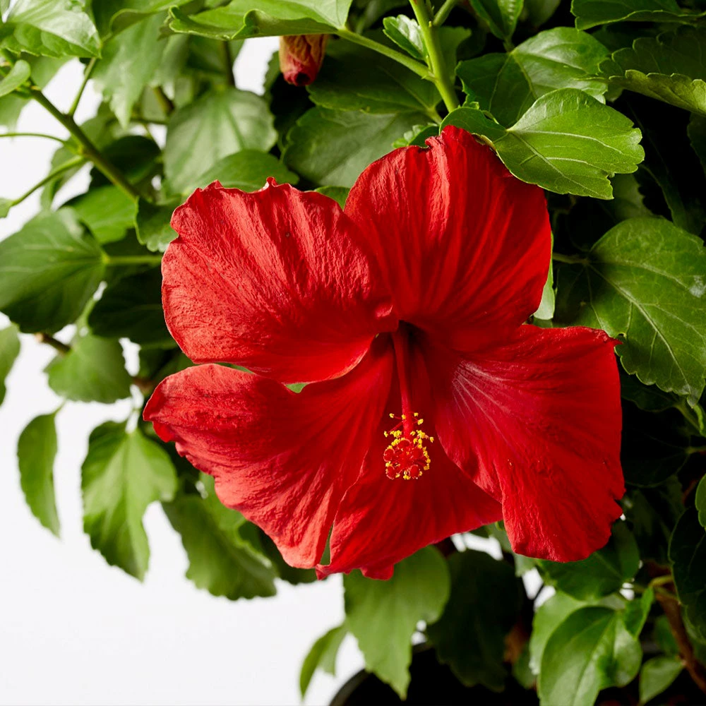 Brighter Blooms First To Arrive™ Hollywood® Hibiscus 3 Brighter Blooms First To Arrive™ Hollywood® Hibiscus