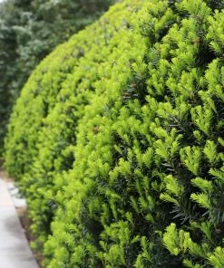 Brighter Blooms Hicks Yew Tree 8 Brighter Blooms Hicks Yew Tree