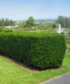 Brighter Blooms Hicks Yew Tree 9 Brighter Blooms Hicks Yew Tree