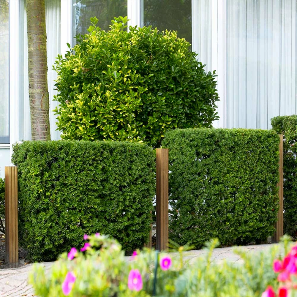 Brighter Blooms Hicks Yew Tree 5 Brighter Blooms Hicks Yew Tree