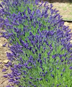 Brighter Blooms Hidcote Purple Lavender Shrub Lavender Plants 7 Brighter Blooms Hidcote Purple Lavender Shrub Lavender Plants