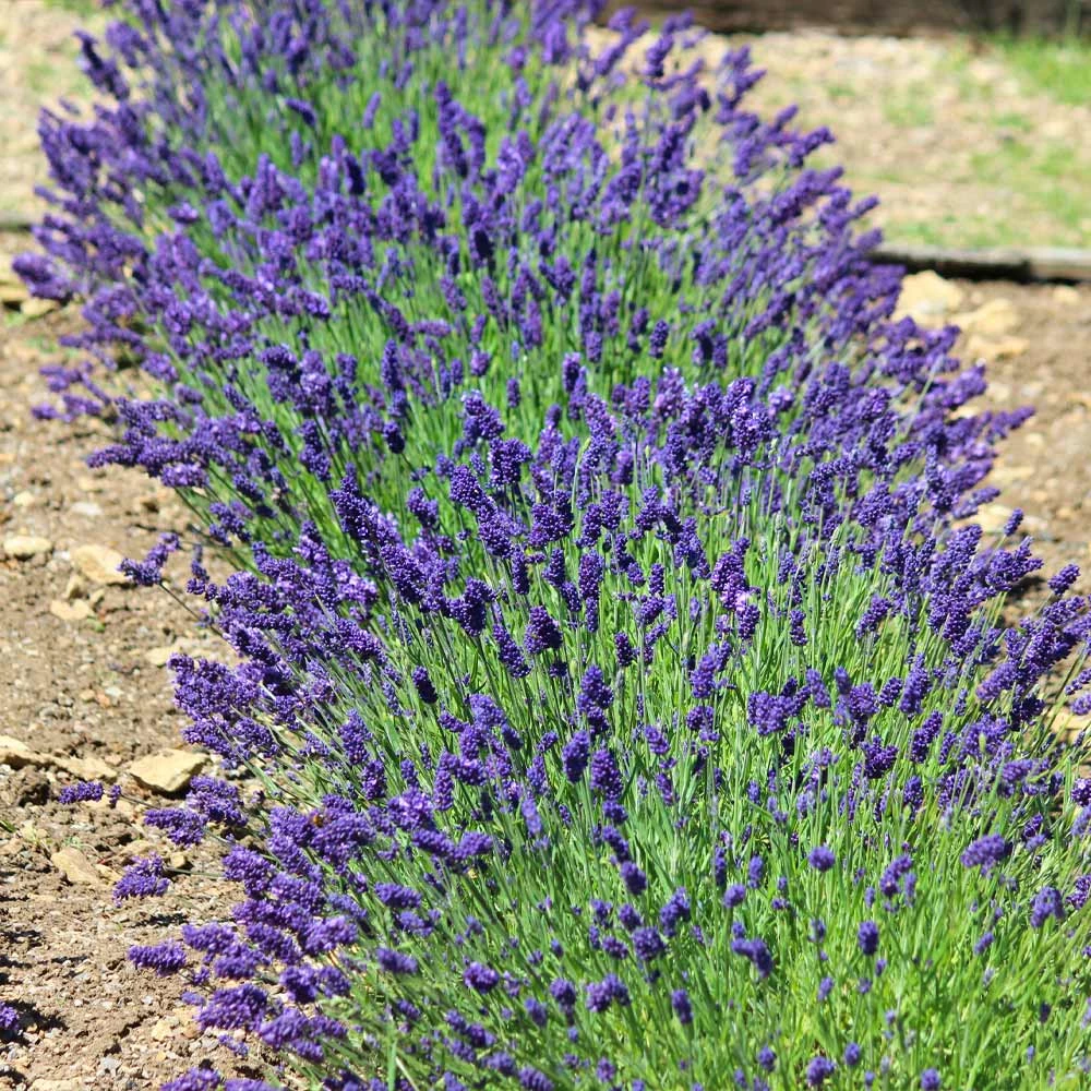 Brighter Blooms Hidcote Purple Lavender Shrub Lavender Plants 4 Brighter Blooms Hidcote Purple Lavender Shrub Lavender Plants