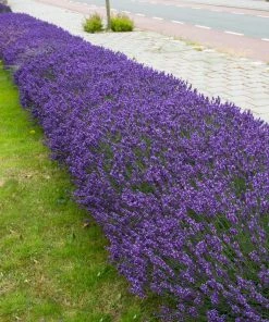 Brighter Blooms Hidcote Purple Lavender Shrub Lavender Plants