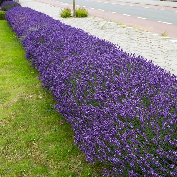 Brighter Blooms Hidcote Purple Lavender Shrub Lavender Plants 1 Brighter Blooms Hidcote Purple Lavender Shrub Lavender Plants
