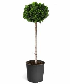 Brighter Blooms Cypress Trees Dwarf Hinoki Cypress Tree