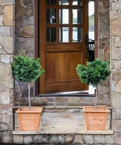Brighter Blooms Cypress Trees Dwarf Hinoki Cypress Tree