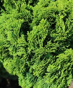 Brighter Blooms Cypress Trees Dwarf Hinoki Cypress Tree