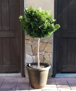 Brighter Blooms Cypress Trees Dwarf Hinoki Cypress Tree